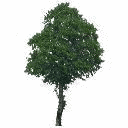 BIMcomponents.com — Tree Bitmap 17