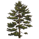 Bimcomponents.com — Pictbox Pine Gwl